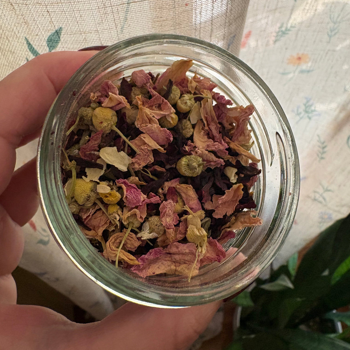 A hand holding a clear glass jar filled with dried flower petals and small green buds, photographed indoors against a patterned curtain and a plant in the background.
