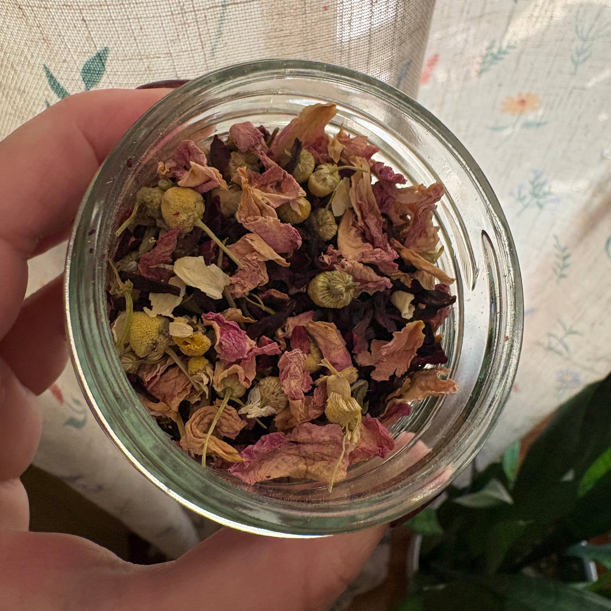 A hand holding a clear glass jar filled with dried flower petals and small green buds, photographed indoors against a patterned curtain and a plant in the background.